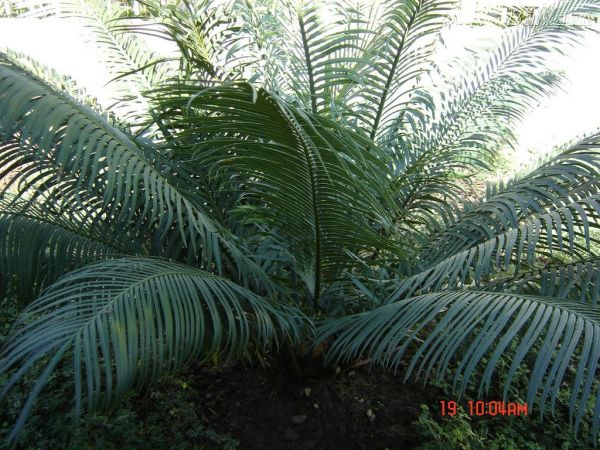 Samambaia africana